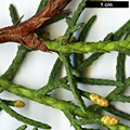 SpeciesSub: var. arizonica